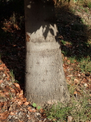 Brachychiton populneus