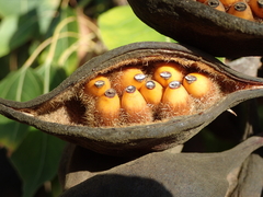 Brachychiton populneus