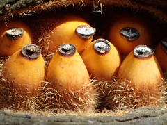 Brachychiton populneus