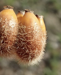 Brachychiton populneus