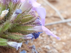 Glandularia latilobata
