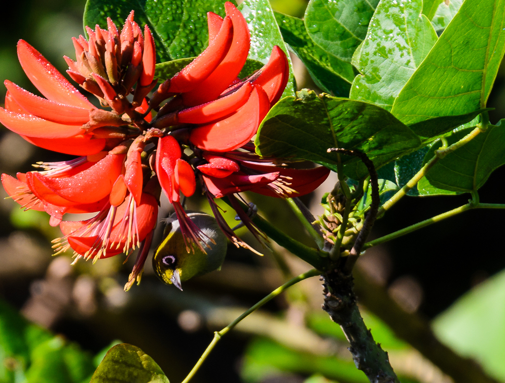 coral tree