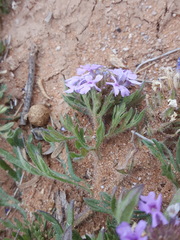 Glandularia latilobata