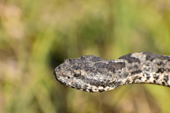 Crotalus aquilus