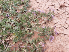 Glandularia latilobata