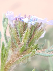 Glandularia latilobata