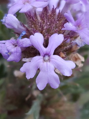 Glandularia latilobata