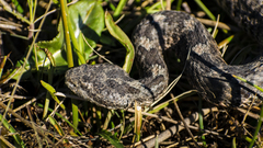 Crotalus aquilus