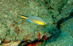 Pycnochromis nigrurus