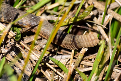 Crotalus aquilus