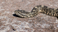 Crotalus aquilus