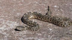 Crotalus aquilus
