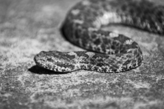 Crotalus aquilus