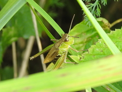 Pseudochorthippus montanus