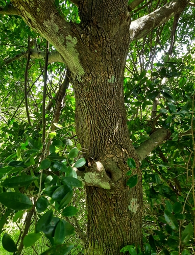 Hard-fruit alphonsea (Alphonsea lutea)