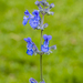 Nepeta racemosa - Photo (c) Dominicus Johannes Bergsma,  זכויות יוצרים חלקיות (CC BY-SA)