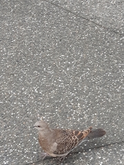 Streptopelia orientalis