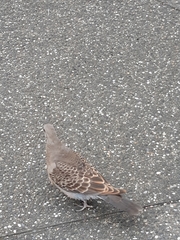 Streptopelia orientalis