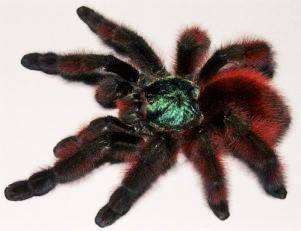 Pinktoe Tarantulas and Allies