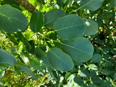 Starleaf Umbrella Tree (Schefflera stellata)