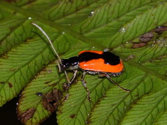 Paratriarius tropicus