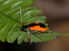 Paratriarius tropicus