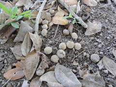 Sylvilagus cunicularius