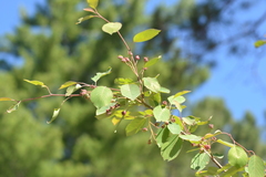 Amelanchier interior