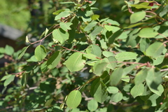 Amelanchier interior