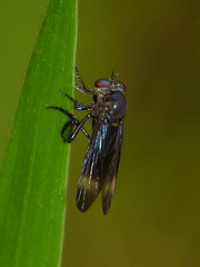 Holcocephala analis