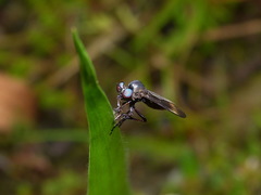 Holcocephala analis