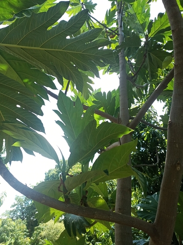 Breadfruit
