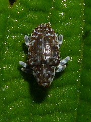 Peridinetus irroratus