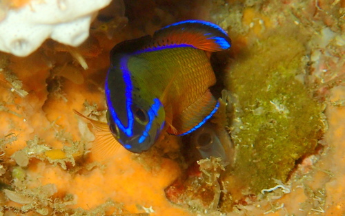 Du Toit's dottyback (Pseudochromis dutoiti) — Pseudochromidae — 5