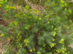 Dyscritothamnus filifolius