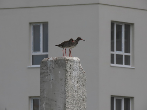 Archibebe común (Tringa totanus)