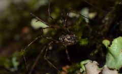 Leptobunus
