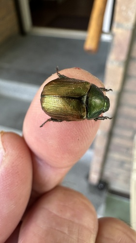 Dune Chafer, Heemskerklaan, Velp, Gelderland, NL, photo 8 of 10