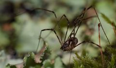 Leptobunus