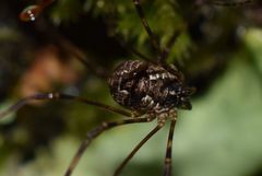 Leptobunus