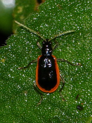 Paratriarius