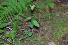 Lonicera hirsuta
