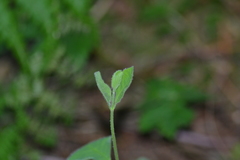 Lonicera hirsuta