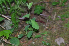 Lonicera hirsuta