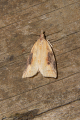 Apoctena conditana