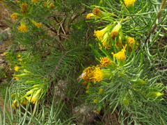 Dyscritothamnus filifolius