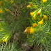 Dyscritothamnus filifolius - Photo (c) Opuntia Cadereytensis, algunos derechos reservados (CC BY-NC), uploaded by Opuntia Cadereytensis