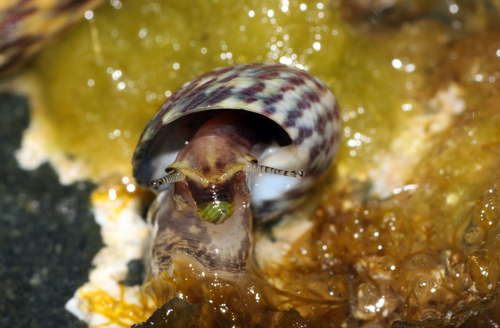 Würfelturbanschnecke