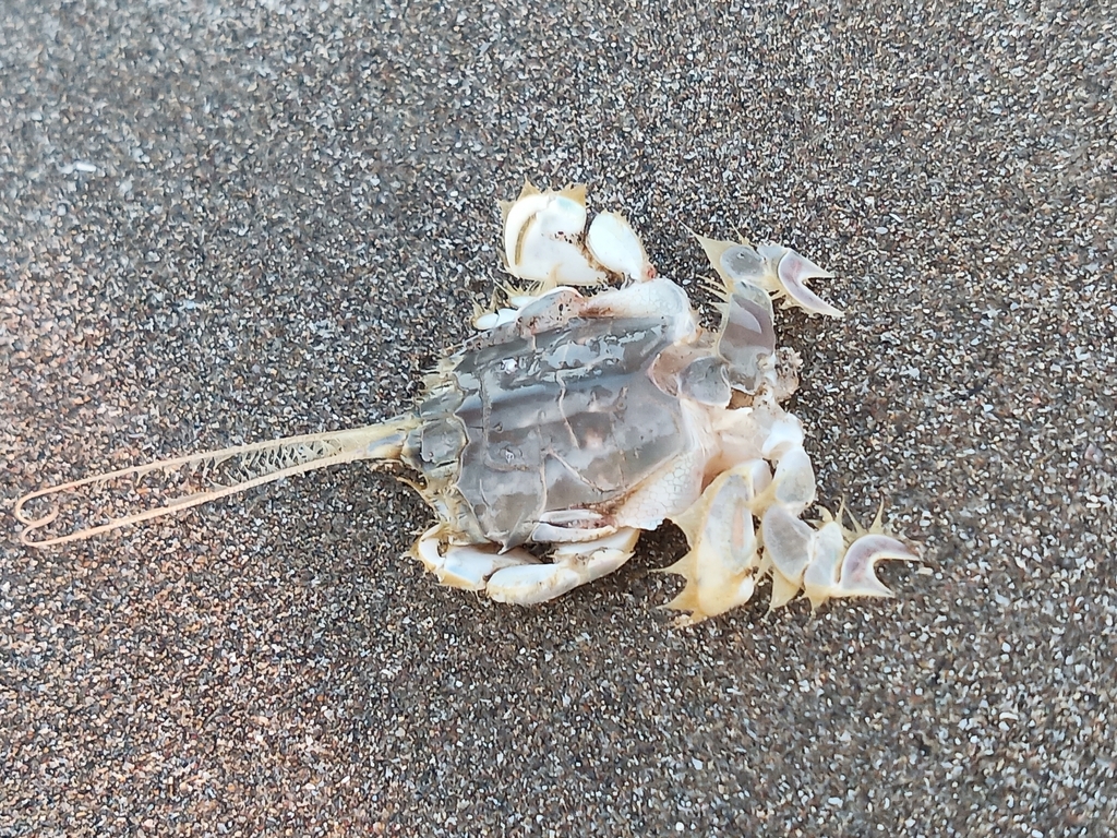 Albuneid Mole Crabs