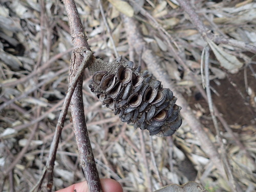 Image of Banksia baueri by (c) Nicola van Berkel, some rights reserved (CC BY-SA)